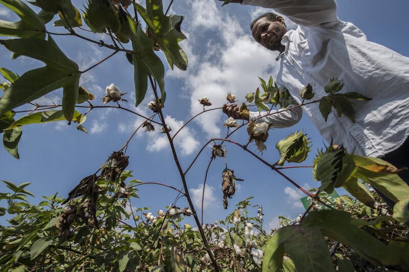 An Egyptian farmer works in a cotton field in the Egyptian Nile Delta town of Kafr el-Sheikh. AFP