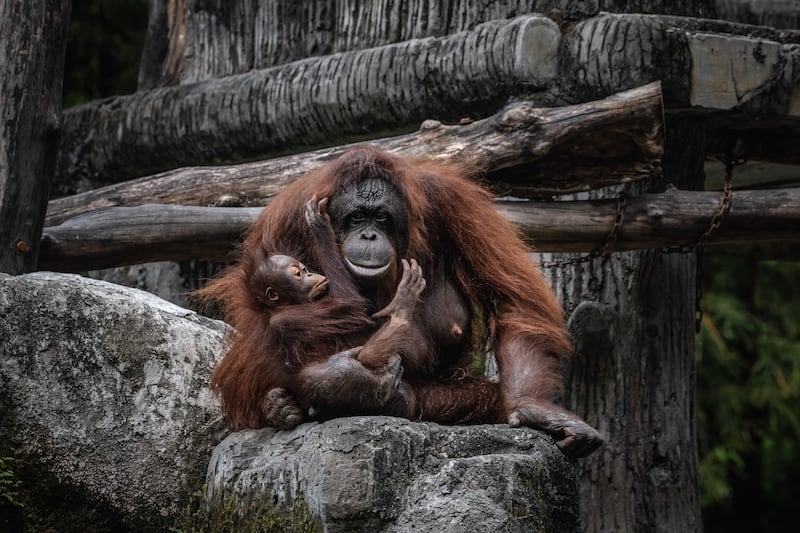 Bornean orangutan. Getty Images