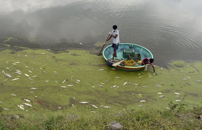 Indian fishermen collect dead fish in Gandi Lake in Sangareddy district near Hyderabad. Noah Seelam / AFP Photo