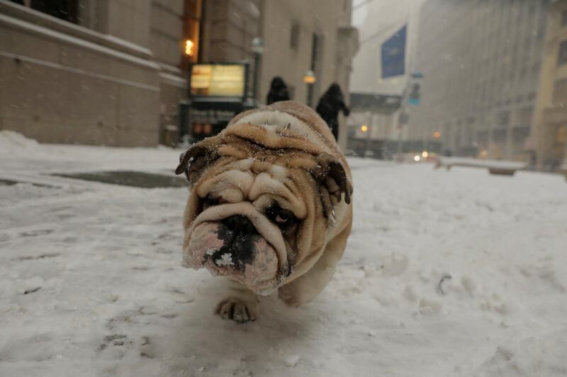 A bulldog walks through the snow in New York. Lucas Jackson / Reuters