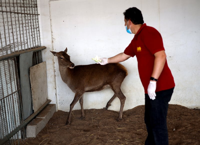 A Palestinian worker feeds a capra ibex at the zoo