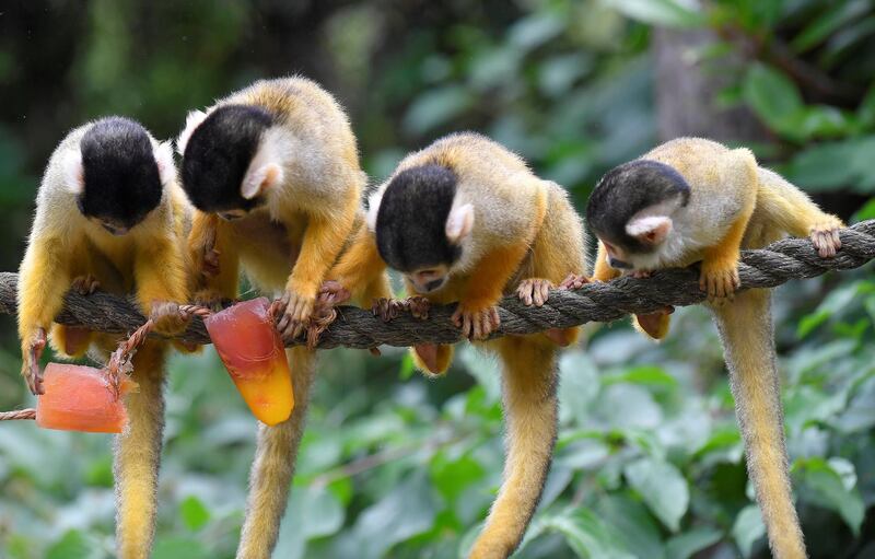 Black-capped squirrel monkeys eat iced treats with nuts and berries during the hot weather at London Zoo in London, Britain, on June 27, 2018. Toby Melville / Reuters