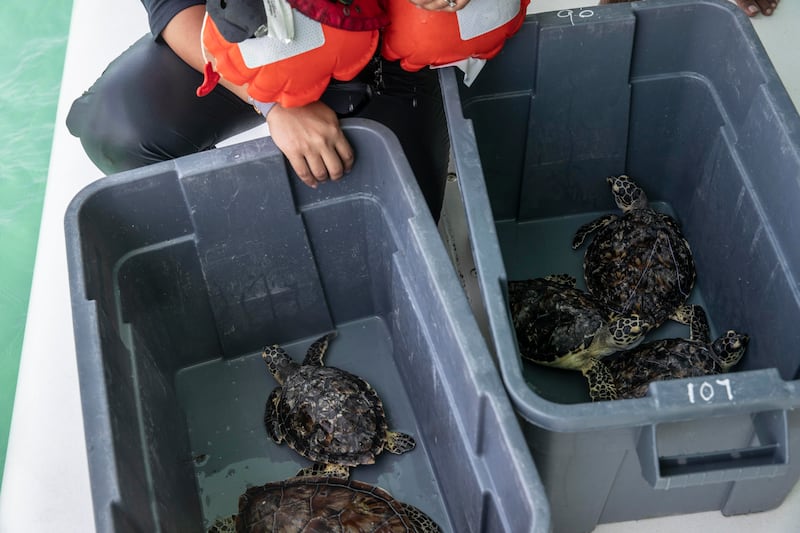 A batch of 10 turtles, three green and seven hawksbill, were released from Porrima into the water by Jumeirah Beach.
Antonie Robertson / The National
