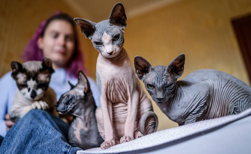 Katja, 23, sits with her cats in her new flat in Zaporizhzhia, Ukraine.  The flat where she used to live with 19 cats and other animals, was hit during a Russian missile strike the previous month.  She has since moved into a new apartment in the city.  Russian troops on 24 February entered Ukrainian territory, starting a conflict that has provoked destruction and a humanitarian crisis.   EPA