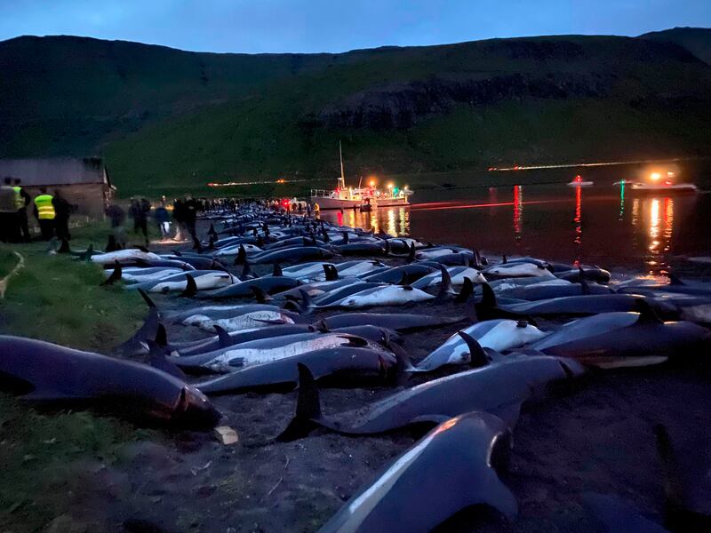 Some of the 1,428 dolphins who were killed in the Faroe Islands as part of a traditional hunt on Sunday. Photo: Sea Shepherd via AP