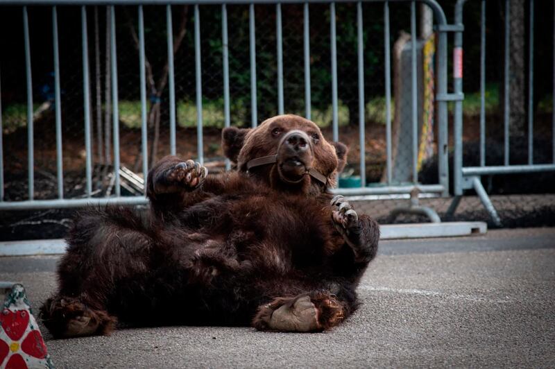 Animal protection group AVES France shows bear Mischa in Racquinghem, northern France.  AP