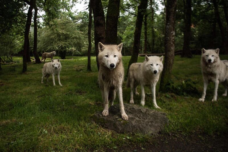 Artic wolves gather in their enclosure at the zoologic park "Planete Sauvage" in Saint-Pere-en-Retz, outside Nantes.  AFP