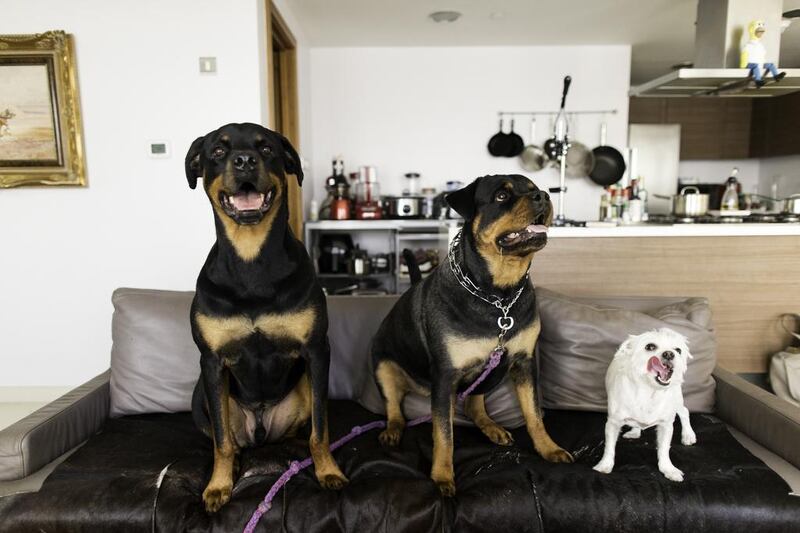 Rottweilers Thor, left, and Daria with Spook in a flat in Al Bandar, Abu Dhabi. Christopher Pike / The National