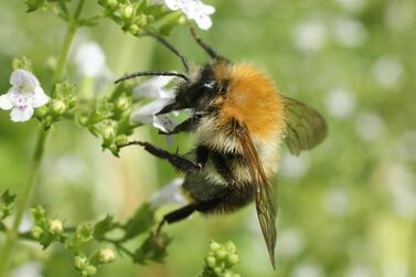 A common carder bumblebee prods flowers for nectar in an urban garden in the city centre in Berlin, Germany. Getty