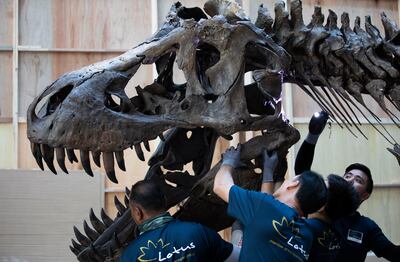Installation crew members put together the skeleton of a Tyrannosaurus rex named Shen for a preview by auction house Christie's at the Victoria Theatre and Concert Hall in Singapore. EPA
