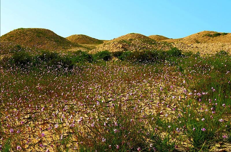 The Dilmun Burial Mounds in Bahrain span across 21 archaeological sites in the western part of the Gulf island. Supplied