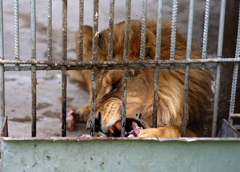 The zoo has eight lions