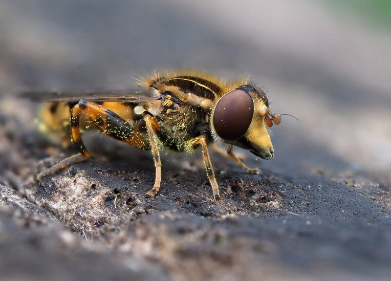 Reducing greenhouse gas emissions, alongside restoring ecosystems, will be essential in addressing the threat to hoverflies. Photo: Frank Vassen