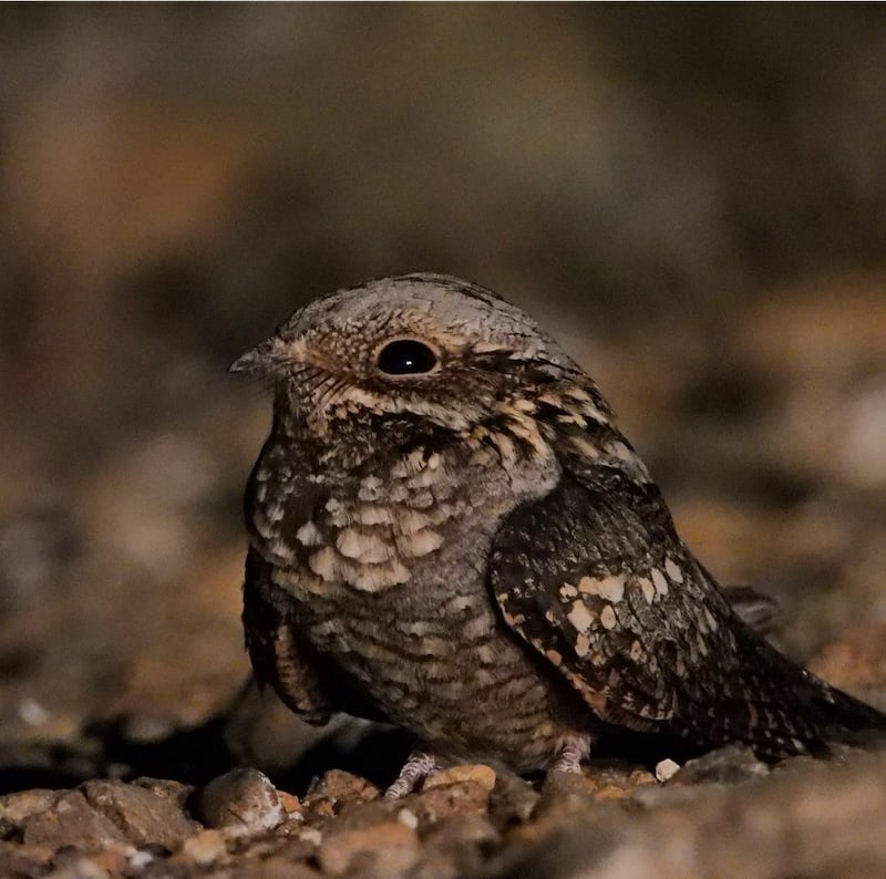 The European nightjar, a grey and brown migratory bird that is rare to the region was seen in Fujairah in November