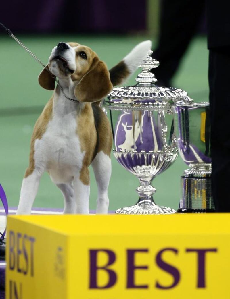 Miss P, a 15-inch Beagle who won Best in Show, stands near the winner’s trophy at 139th Westminster Kennel Club Dog Show at Madison Square Garden. Mike Segar / Reuters 