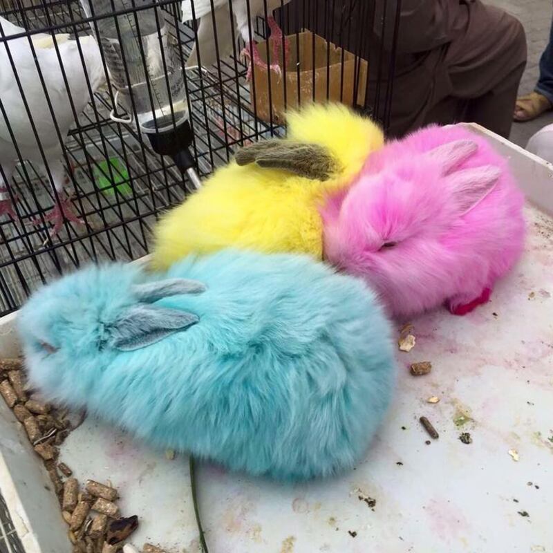Rabbits dipped in paint and dyed in bright, seasonal hues are being sold at Sharjah Bird and Animal Market for the Easter season. Animal activists are calling the practice a cruel gimmick. Courtesy Dr Piotr Jaworski