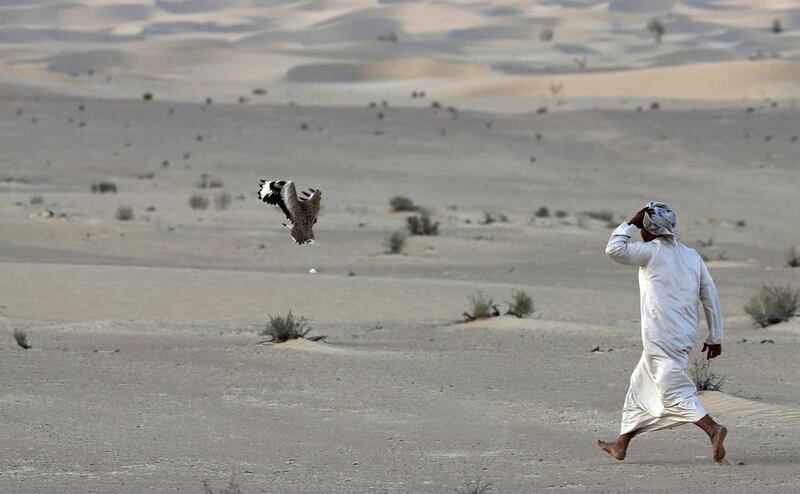 A falconer follows a Houbara bustard.