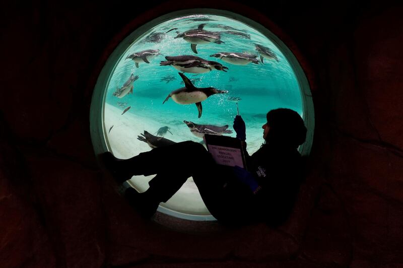 A zoo keeper poses with penguins during the annual stock take at the ZSL London Zoo in central London. AFP