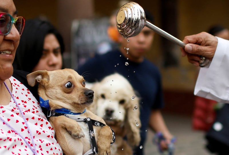 A woman holds her dog to be blessed by a priest at the Cathedral San Bernardino de Siena during the ceremony commemorating the Feast of San Antonio Abad, the patron saint of domestic animals, in Xochimilco on the outskirts of Mexico City, Mexico January 17, 2024.  REUTERS / Raquel Cunha     TPX IMAGES OF THE DAY