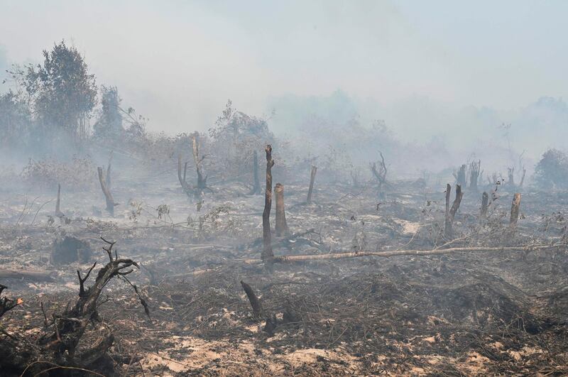 Smouldering peatland is pictured in Kampar, Riau province, Indonesia. AFP