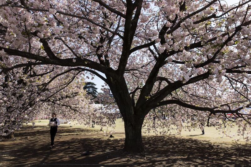An waitress walks under a cherry tree in bloom during the cherry blossom viewing party hosted by Japan's Prime Minister Shinzo Abe at the Shinjuku Gyoen National Garden in Tokyo, Japan.  Getty