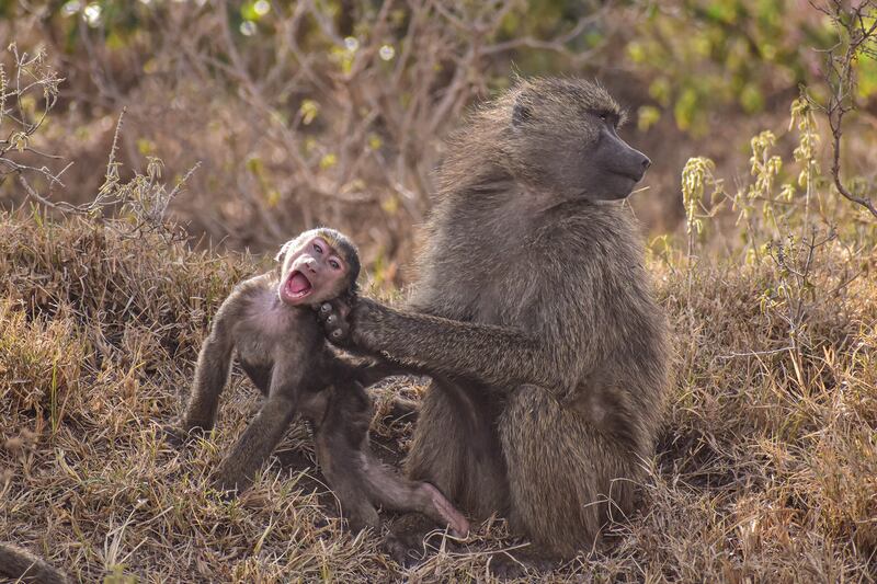 Baboons at Lake Nakuru National Park, Nakuru, Kenya. Benard Omwaka / Comedywildlife