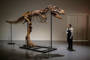 An art handler looks at a Gorgosaurus Skeleton measuring 10 feet tall (3. 04 meters) as it is unveiled at Sotheby’s in New York, on July 05, 2022.  - The Specimen is the highlight of Sotheby’s geek week sale series and is estimated at $5 to 8 million.  (Photo by ANGELA WEISS  /  AFP)