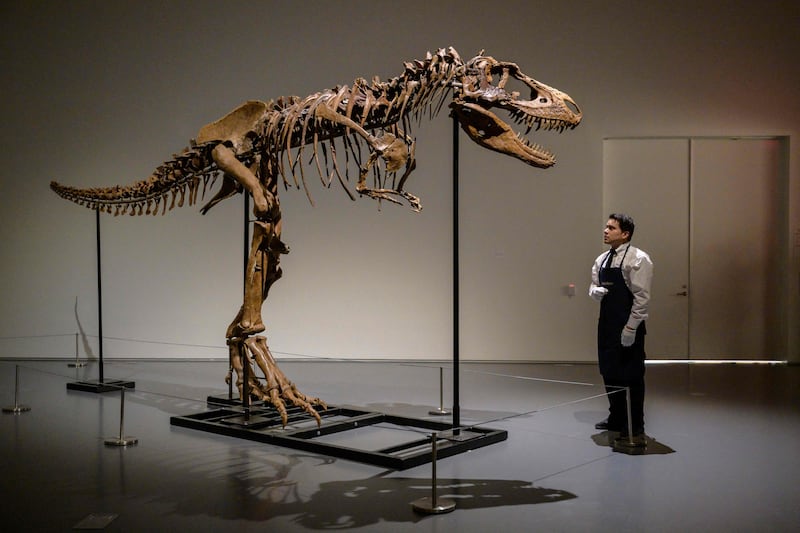 An art handler looks at the Gorgosaurus. AFP