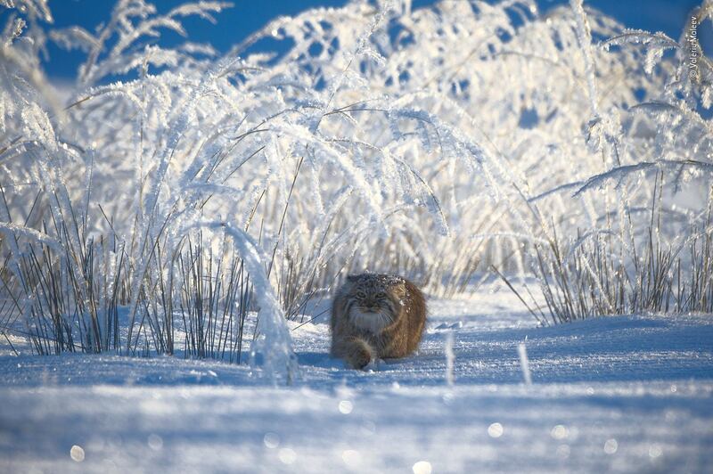 Winter’s tale by Valeriy Maleev, Russia. Valeriy encountered this Pallas’s cat while it was out hunting in the Mongolian grasslands – it was -42°C (-44°F) on that frosty day, but the fairy tale scene cancelled out the cold. Pallas’s cats are no bigger than a domestic cat and they stalk small rodents, birds and occasionally insects. © Valeriy Maleev - Wildlife Photographer of the Year 2