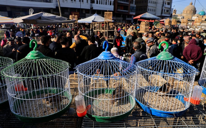 Birds in cages are put on display at Al Ghazal animal market in Baghdad, Iraq. All photos by Reuters