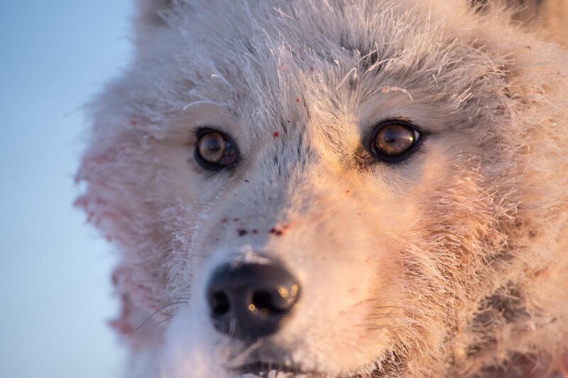 An arctic wolf hunting, Ellesmere Island, Nunavut, Canada.