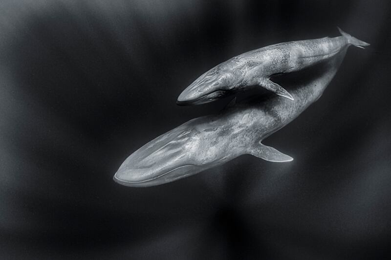 Third place, Fine Art Photographer of the Year, Martin Broen, from Mexico. A blue whale and her calf. 