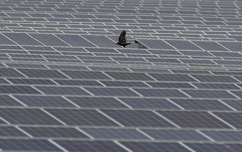 A crow flies over panels at Clayhill Solar Power Farm, Britain's first to operate without a government subsidy in Westoning, Britain September 26, 2017. REUTERS/Darren Staples