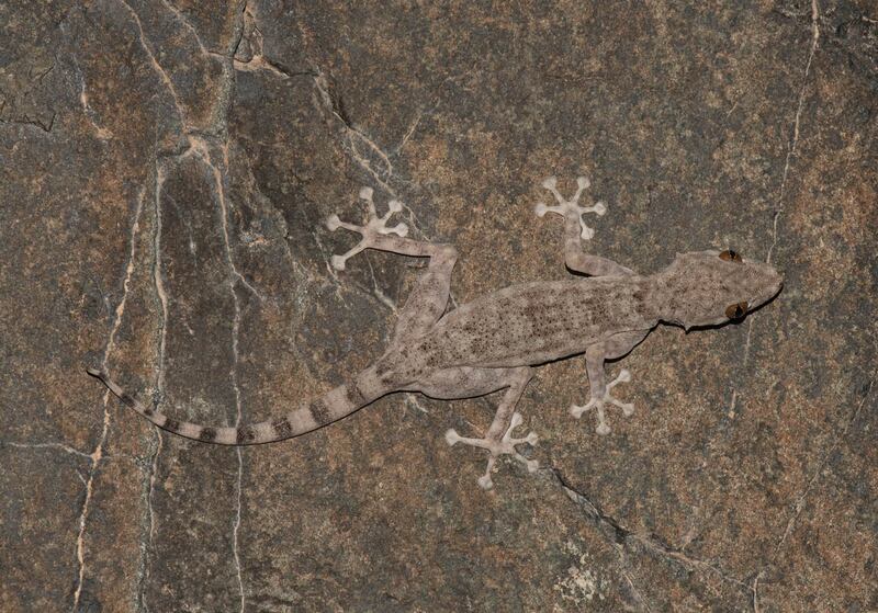 Orlov’s fan-footed gecko (Ptyodactylus orlovi). Photo: Balazs Buzas