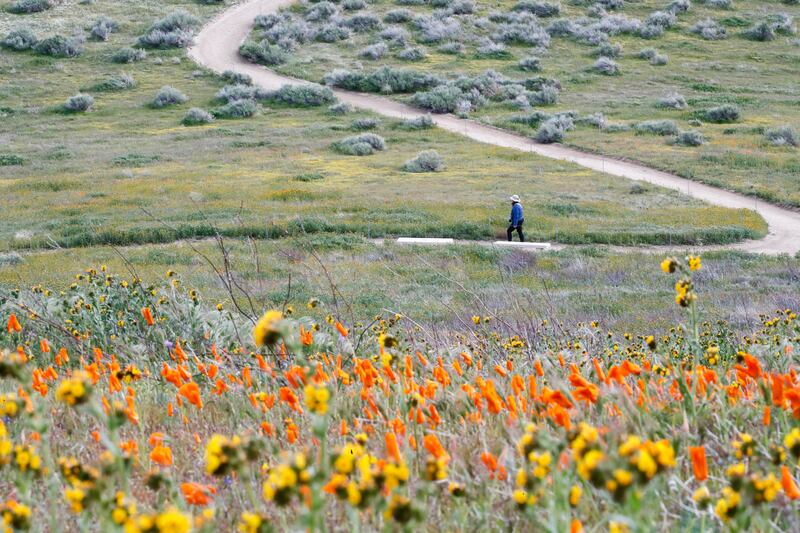 A field of blooming flowers in Lancaster in California is a reminder that warmer days are on doorstop. EPA