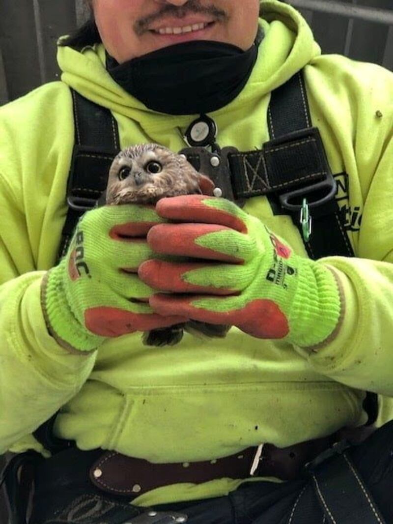 Rockefeller, a northern saw-whet owl, is held by a man after being found and rescued in a Christmas tree in Rockefeller Centre in New York. Ravensbeard Wildlife Center via REUTERS