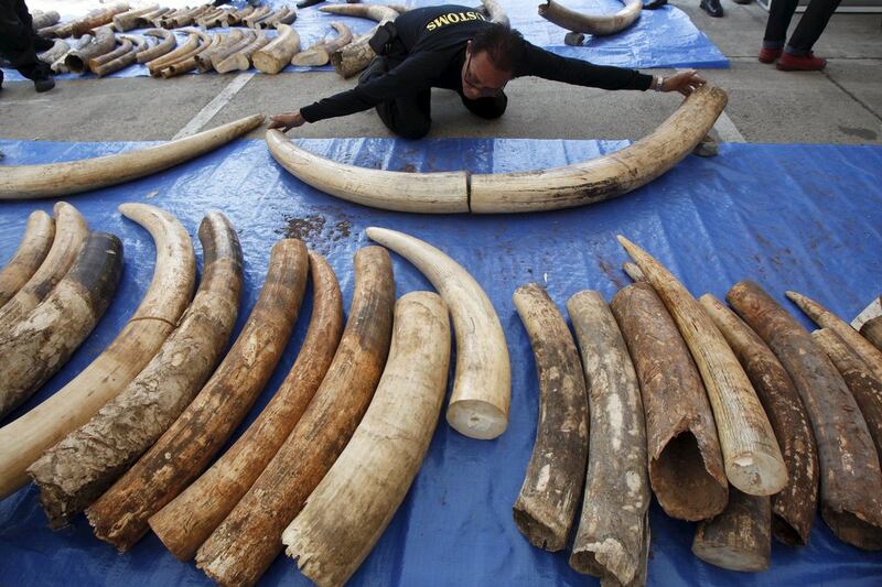 At least 3 tons of ivory were hidden in tea leaf sacks from Kenya in the second-biggest bust in the country’s history. Chaiwat Subprasom/Reuters