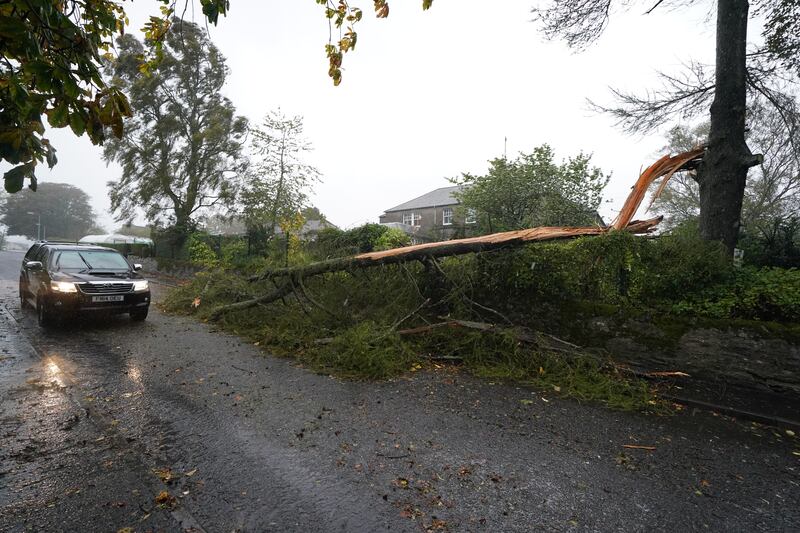 A tree blown over by Storm Babet in Brechin. PA
