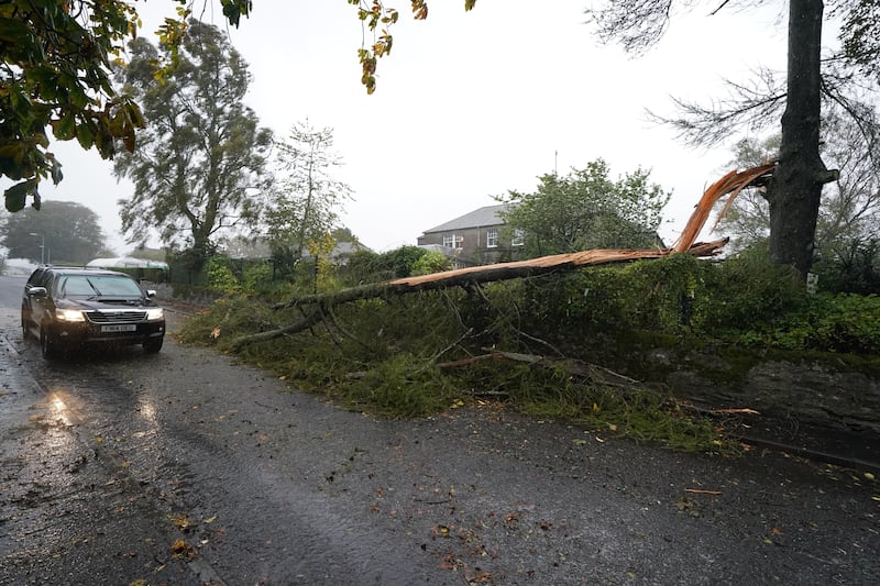 A tree blown over by Storm Babet in Brechin. PA