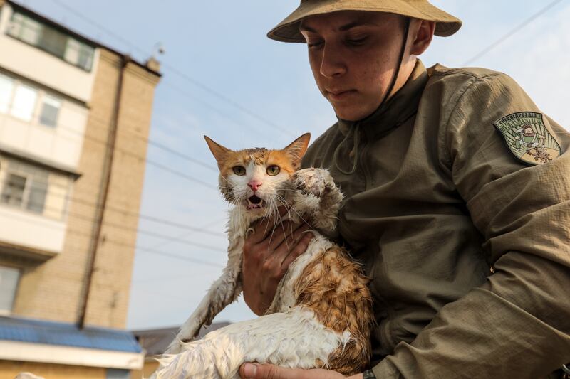 A volunteer helps a cat escape a flooded area of Kherson, Ukraine after the Kakhovka dam blew up. EPA