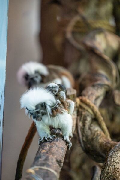 The newborn and parent tamarins living in The Green Planet, Dubai. The Green Planet