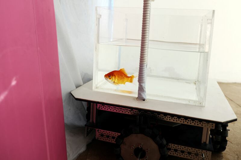 A goldfish navigates around the room using the fish-operated vehicle.