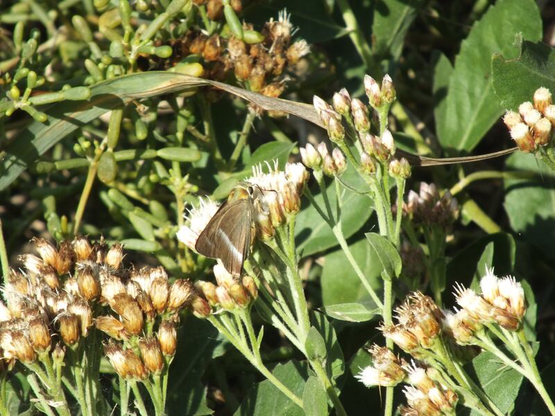 The common banded awl butterfly was first spotted in Mushrif Park in January. Photo: Angela Manthorpe