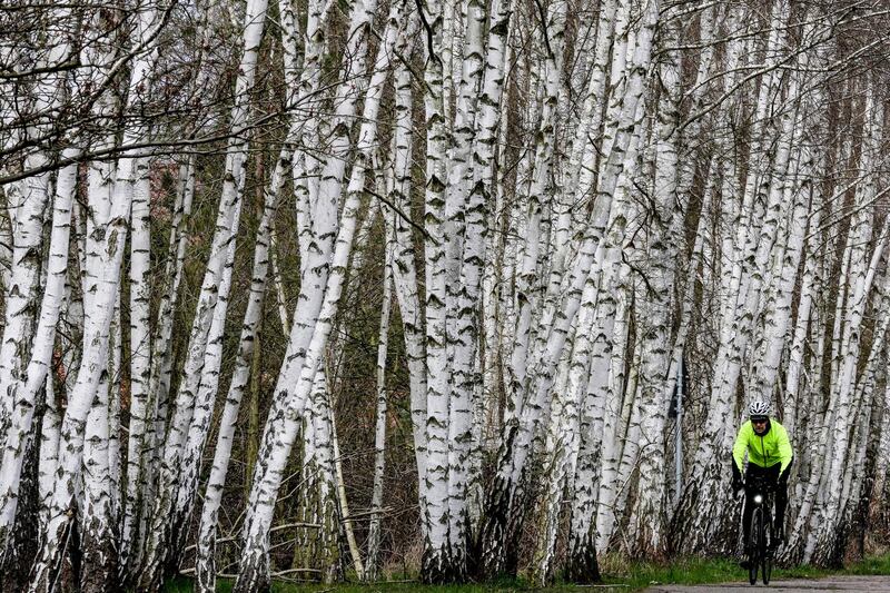 A cyclist passes birch grove in Brandenburg state near Berlin, Germany. Weather forecasters expect cold temperatures in the German capital for the next few days. EPA