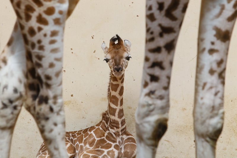 A male giraffe, who is 13 days old, relaxes in the Zoological Garden, Opole, south-west Poland.  The infant is named Napoleon, due to its relatively small. EPA