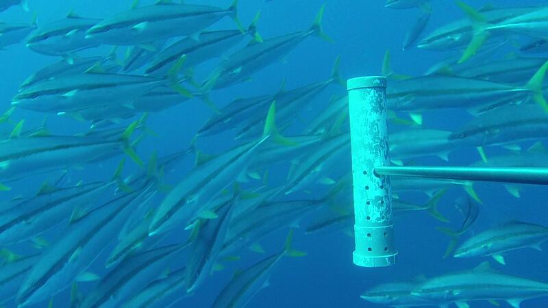 A Yellowtail Amberjack in St Tristan. Courtesy the Marine Futures Lab, University of Western Australia