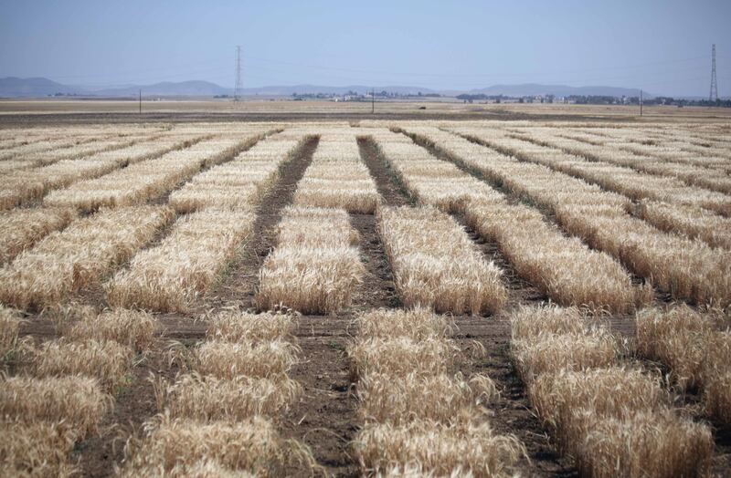 A wheat test field in Morocco