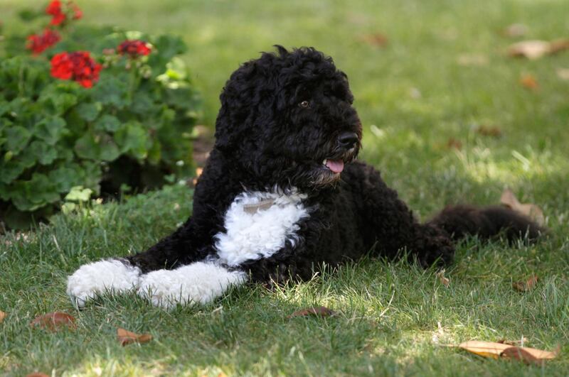 In this June 2011 photo, first dog Bo enjoys a nap in a shady spot on the South Lawn of the White House in Washington, DC. AP