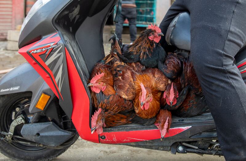 A man transports chickens on a scooter to a market in Kathmandu, Nepal. Cases of bird flu have been confirmed in three places in the Kathmandu Valley.   EPA