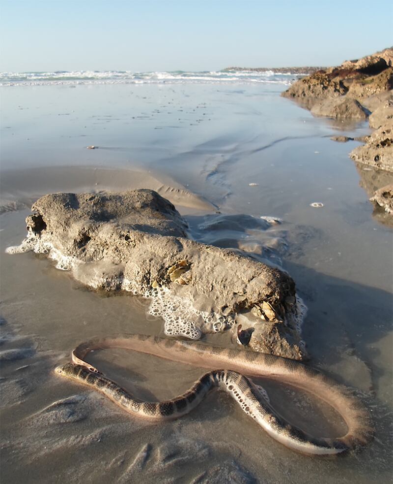 A venomous ornate reef sea snake stranded on a beach along the Arabian Gulf. Photo: Johannes Els